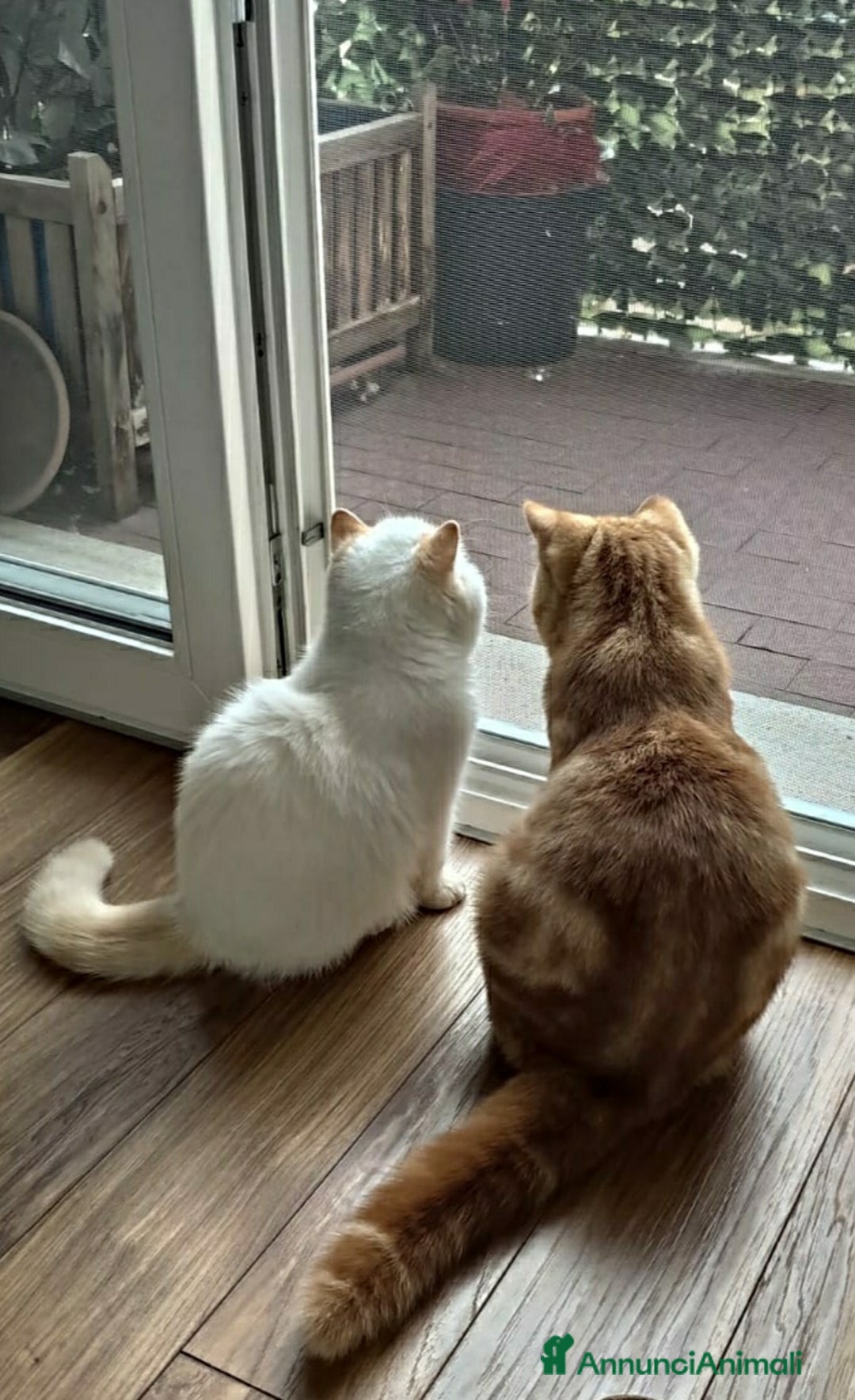 Immagine della galleria {{count}}