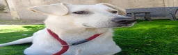Meticcio cani in regalo: Jerry  - Annuncio 5