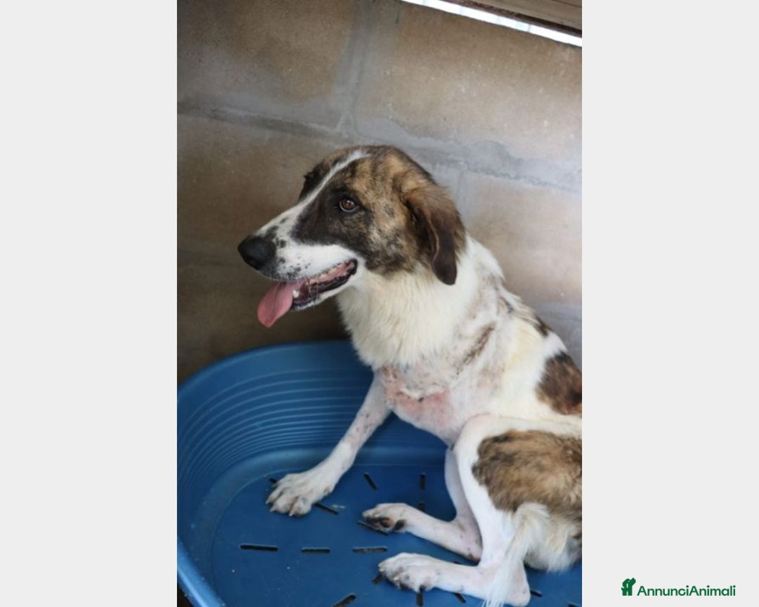 Meticcio cani in regalo: TRIPODE 4anni vittima della cattiveria PUGLIA a Milano - Annuncio 3