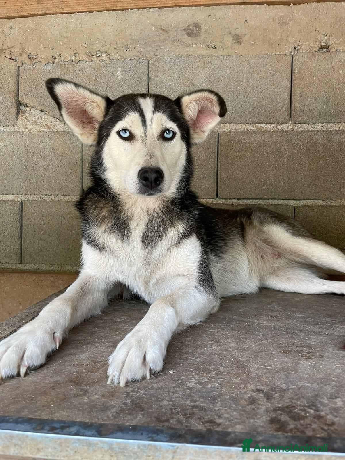 Husky cani BLUE, bellissima mix HUSKY impaurita! - Annuncio 5