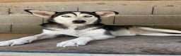 Husky cani in regalo: BLUE, bellissima mix HUSKY impaurita! - Annuncio 1