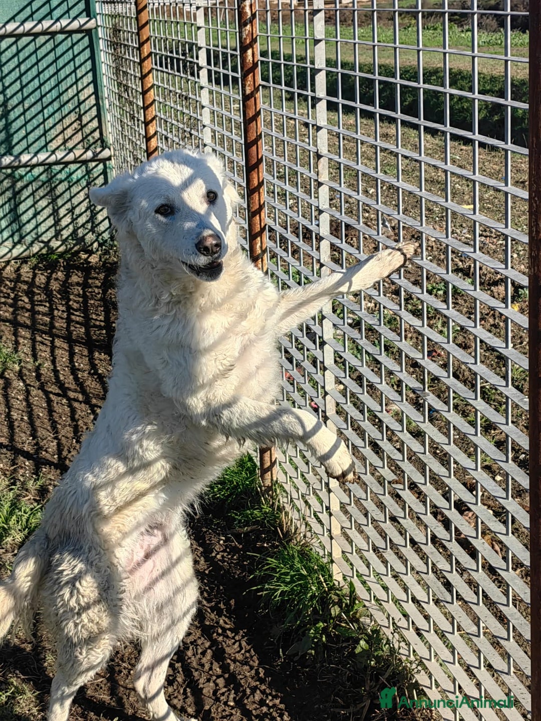 Meticcio cani in regalo: Claudia: 2 anni, taglia media, socievole  - Annuncio 9