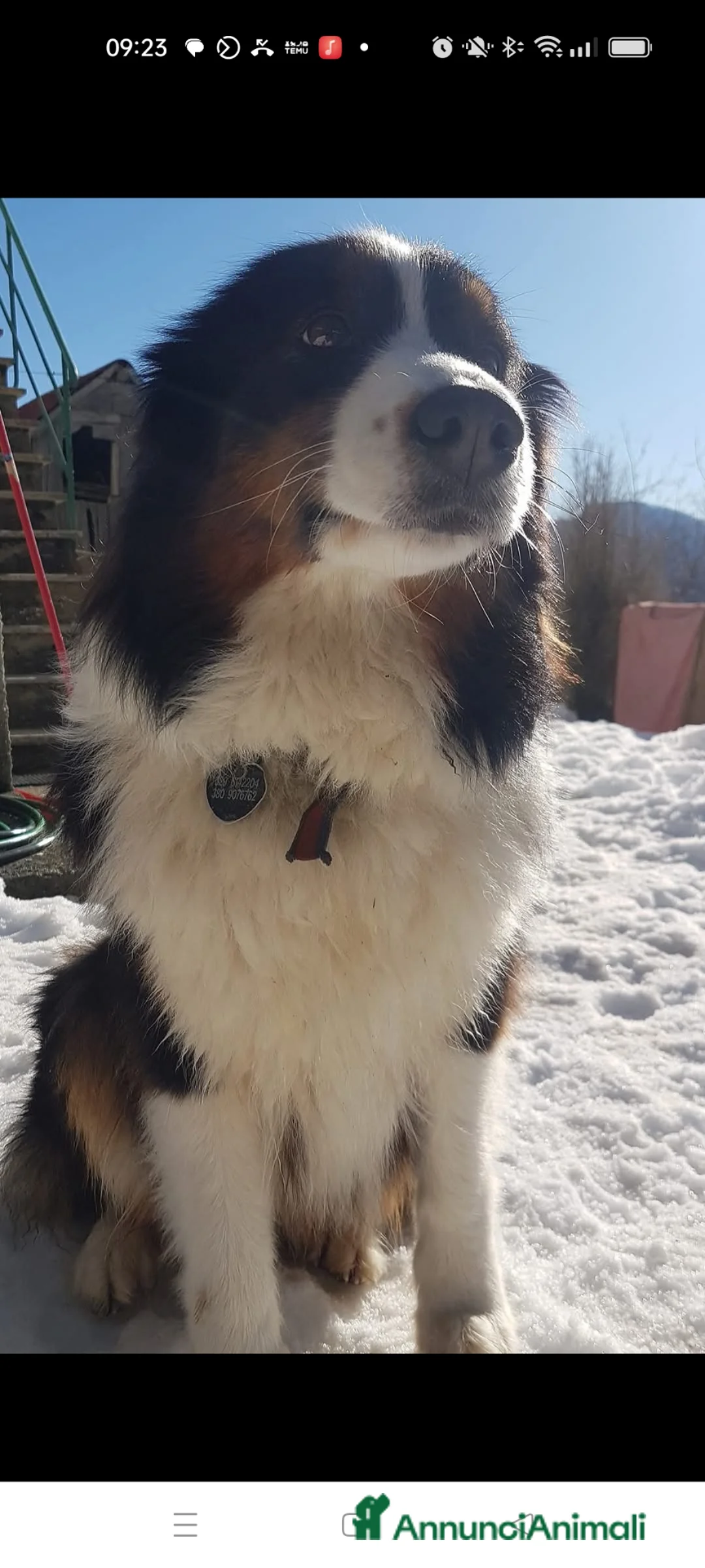 Australian Shepherd cani in regalo: Femmine di pastore australiano con pedigree  - Annuncio 2