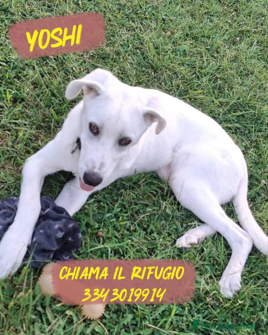 Meticcio cani in regalo: YOSHI 💙 PRIMA CHE FINISCA IL SUO STALLO 🙏🏻😢 a Provincia di Arezzo - Annuncio 1