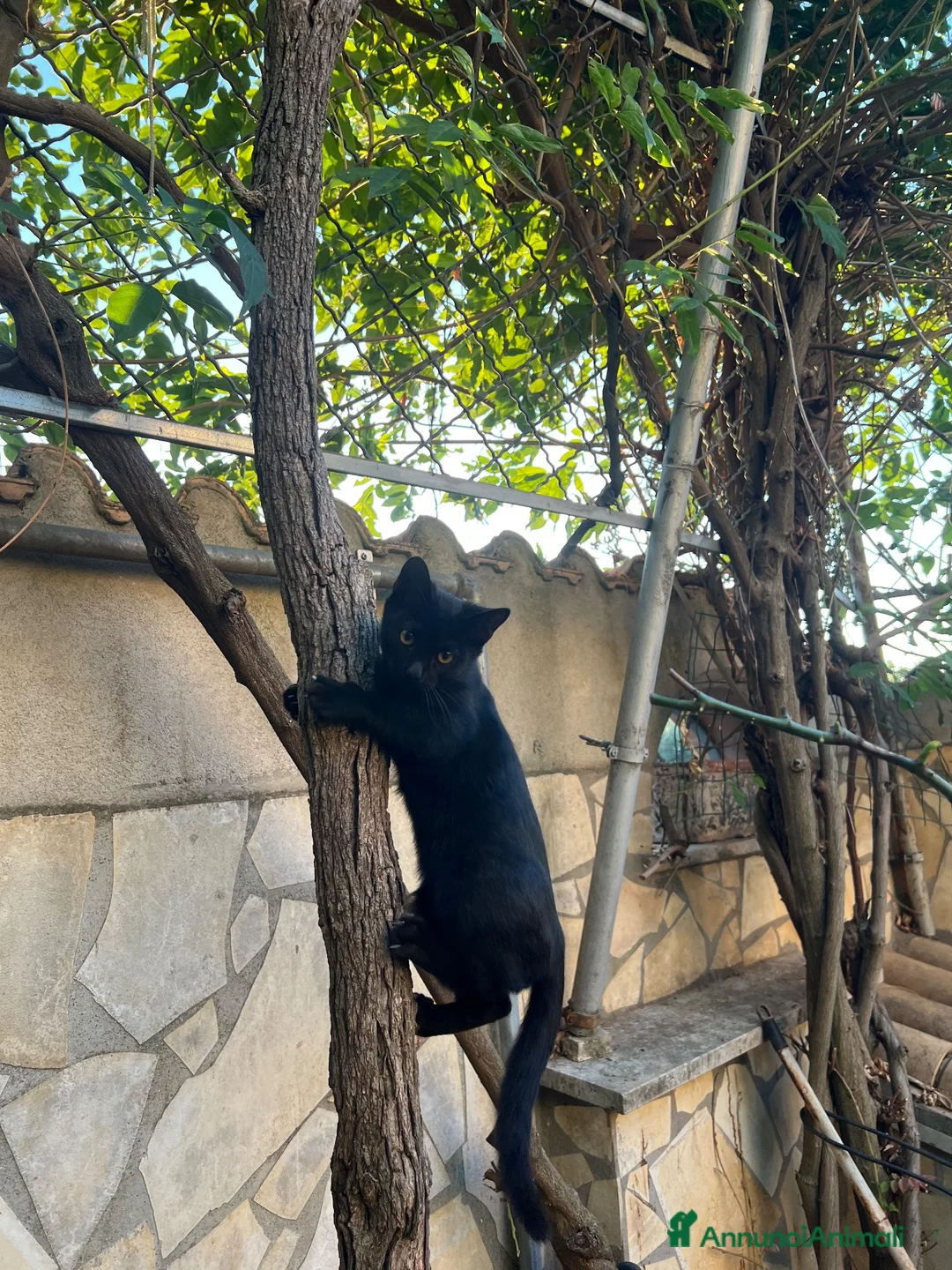 Altre razze gatti in regalo:  gattino nero cerca casa 🖤 - Annuncio 1