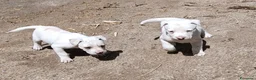 Dogo Argentino cani in vendita: Cuccioli di Dogo Argentino  - Annuncio 2