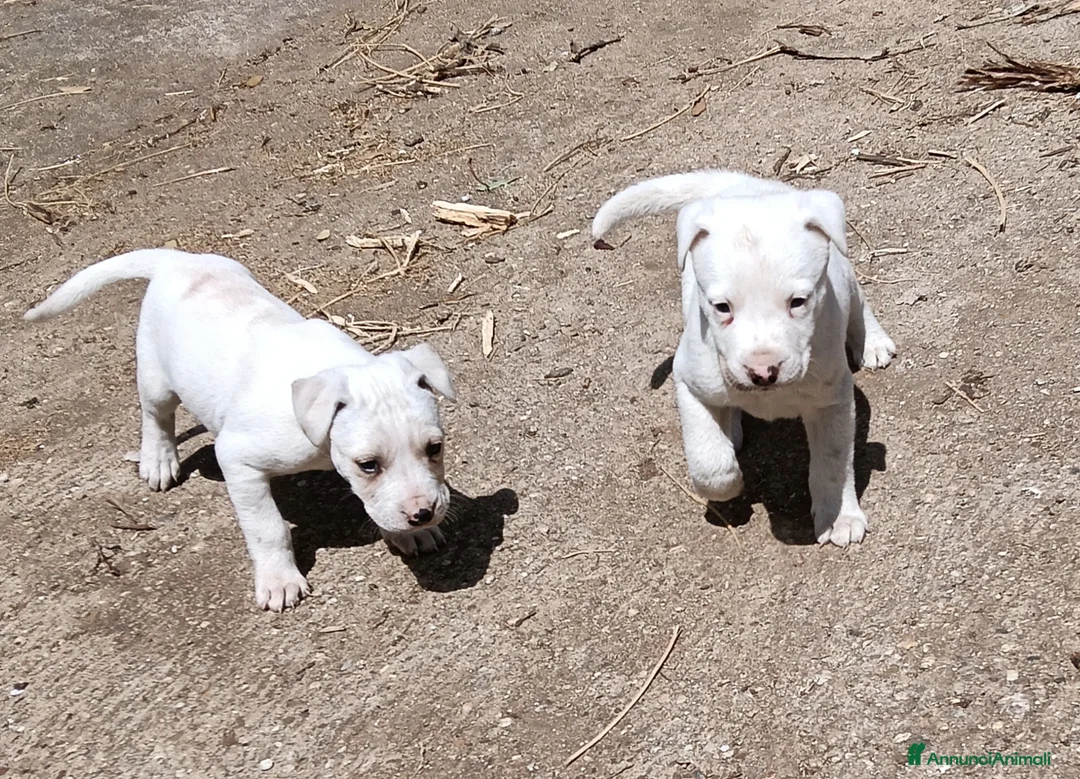 Dogo Argentino cani in vendita: Cuccioli di Dogo Argentino  - Annuncio 2