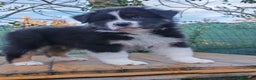 Australian Shepherd cani in vendita: Amorevoi Cuccioli Pastore Australiano (Aussi) - Annuncio 4