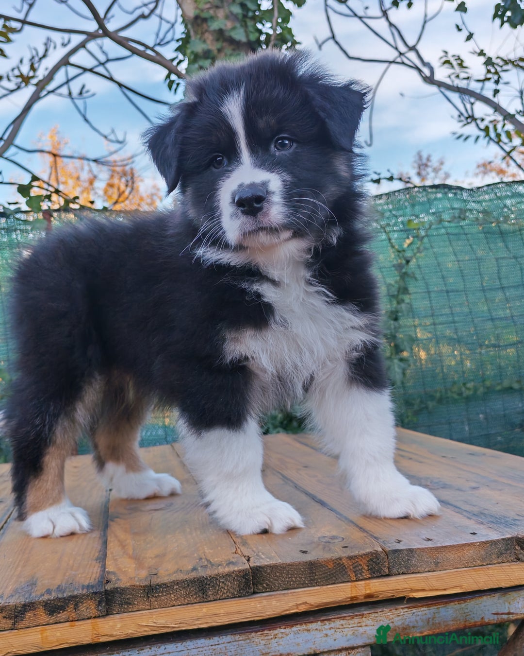 Australian Shepherd cani in vendita: Amorevoi Cuccioli Pastore Australiano (Aussi) - Annuncio 4