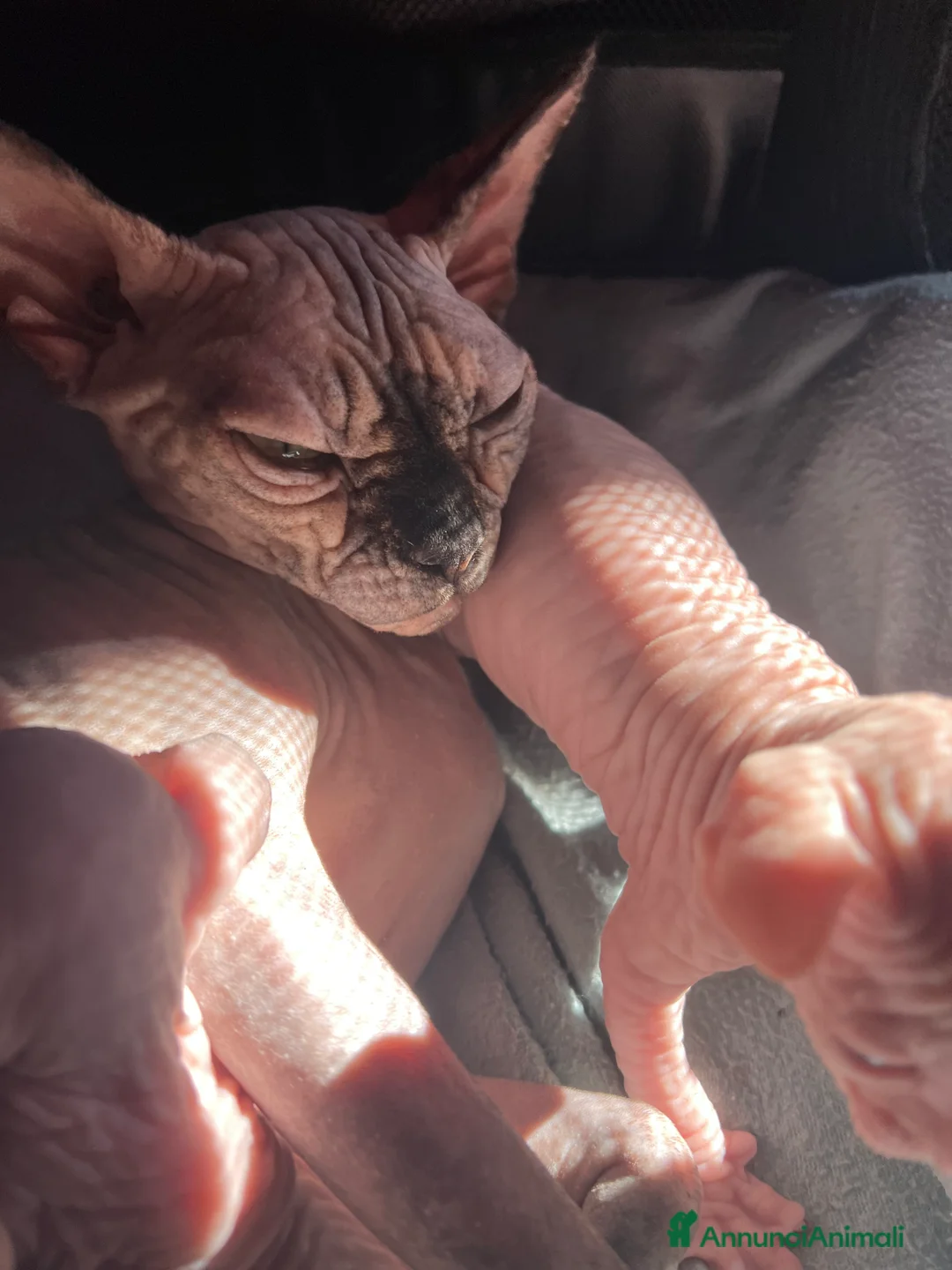 Sphynx gatti in vendita: Sphynx  a Città metropolitana di Roma Capitale - Annuncio 6