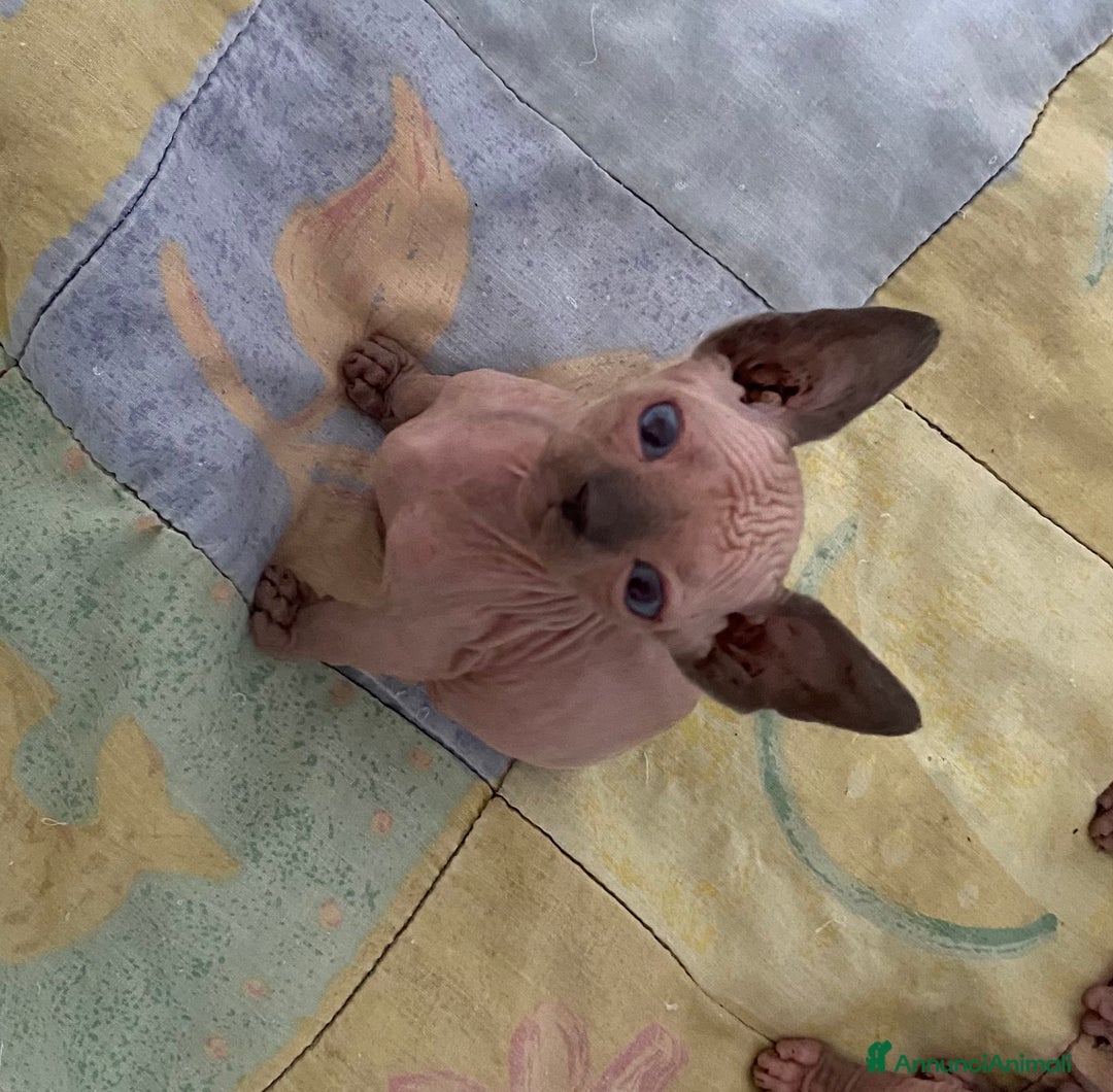 Sphynx gatti in vendita: Gatto nudo sphynx - Annuncio 7