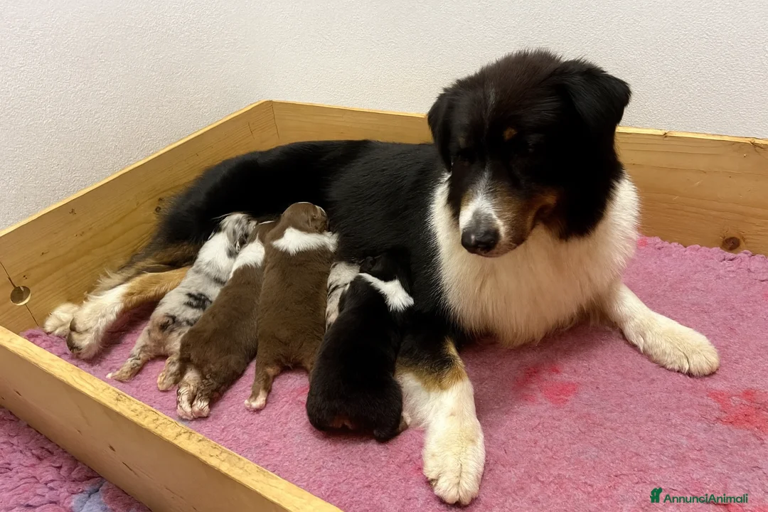 Australian Shepherd cani in vendita: Cucciola australian shepherd/pastore australiano  - Annuncio 4