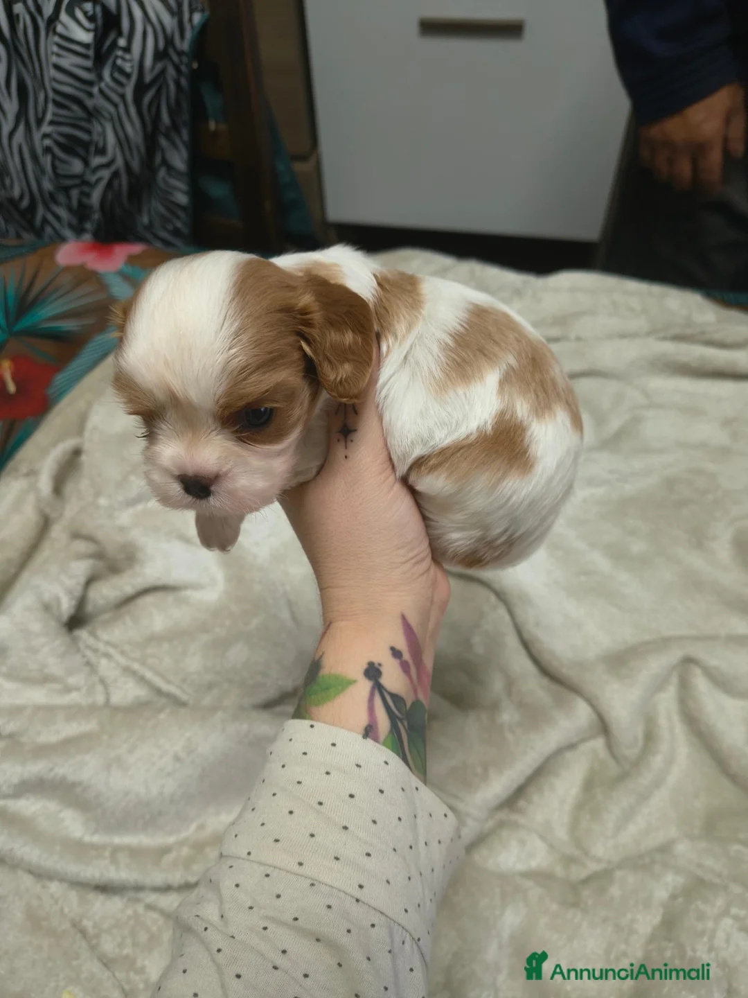 Cavalier King cani in vendita: Cuccioli di cavalier king  - Annuncio 6