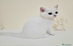 British gatti in vendita: Cuccioli British Shorthair a Villafranca di Verona - Immagine 11