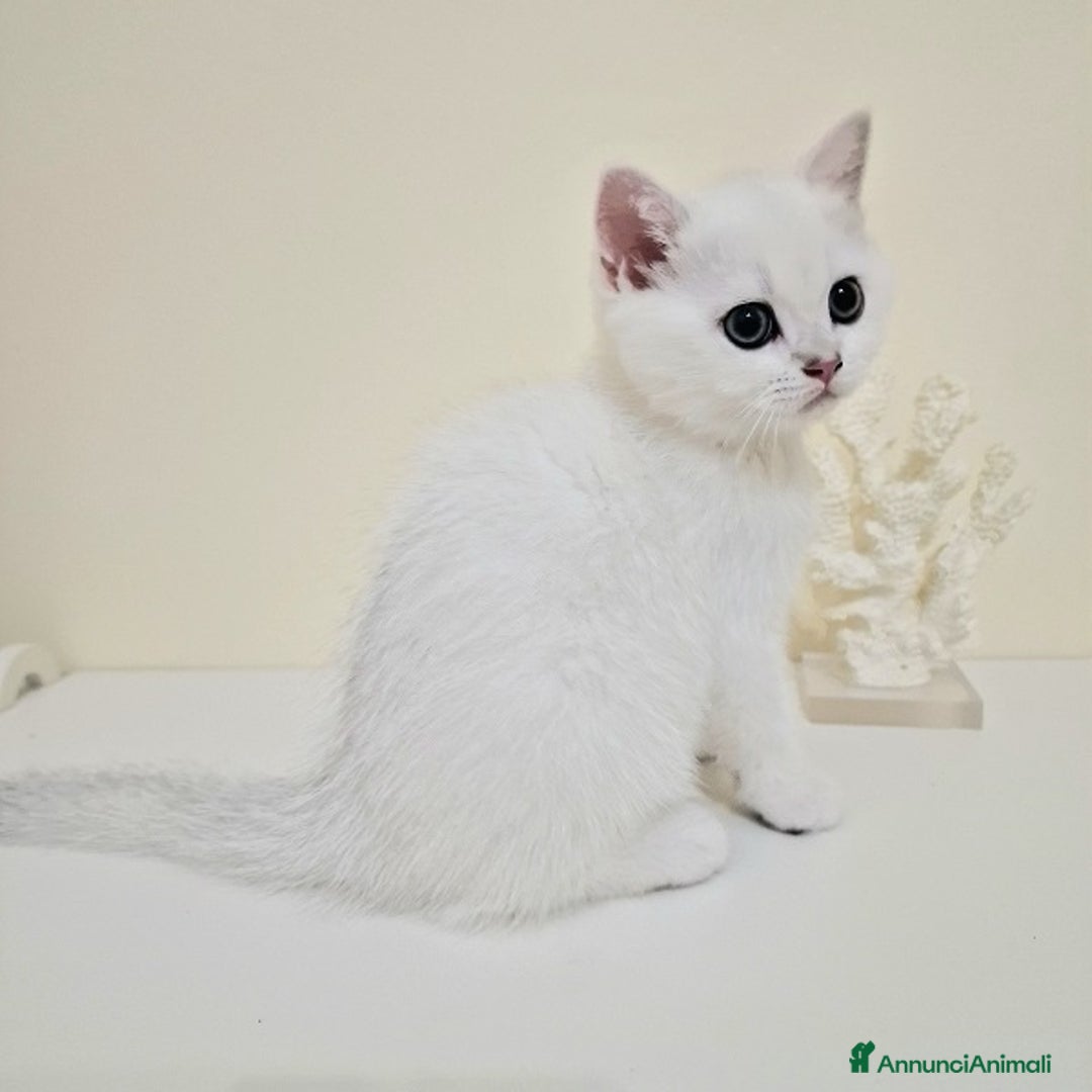 British gatti in vendita: Cuccioli British Shorthair a Villafranca di Verona - Immagine 11