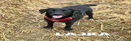 Meticcio cani in regalo: LAJKA e KAJLA, dolci cucciole invisibili. - Annuncio 8