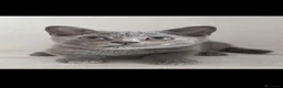 Scottish gatti in vendita: Splendori gattini schottisch Fold è brithish - Annuncio 13