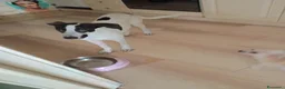 Meticcio cani in regalo: Cagnolina meticcia  a Città metropolitana di Roma Capitale - Annuncio 4