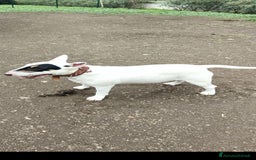 Bull Terrier cani in regalo: Tenuto in giardino, oggi non più disponibile  - Immagine 1