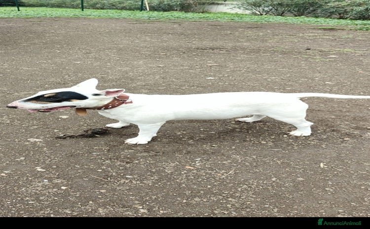 Bull Terrier cani - Annuncio 1
