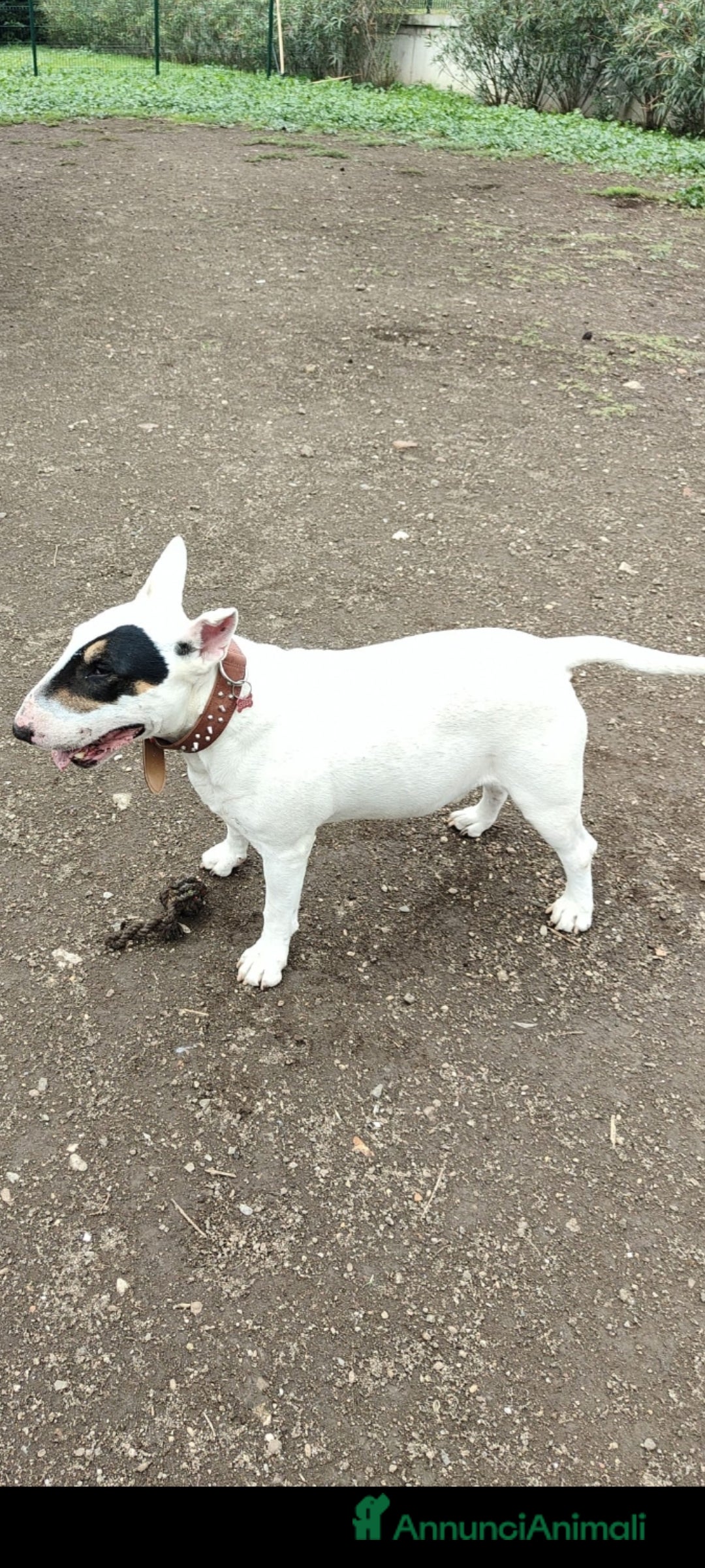 Bull Terrier cani in regalo: Tenuto in giardino, oggi non più disponibile  - Immagine 1