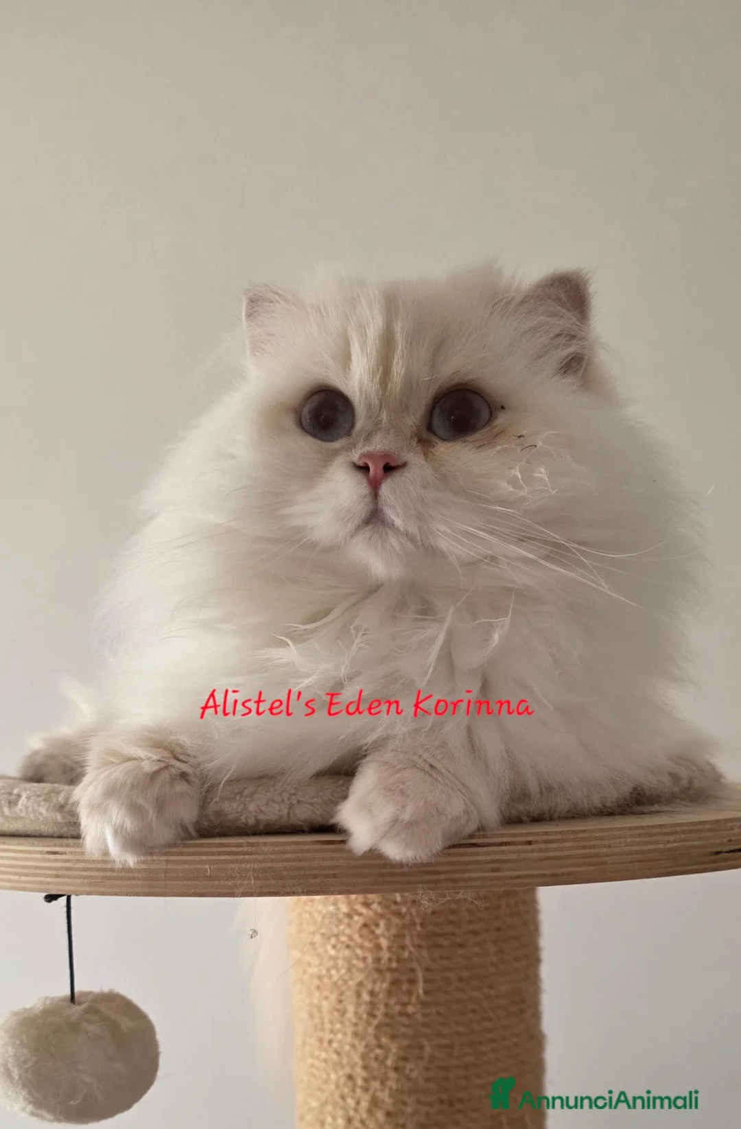 British gatti in vendita: Una piccola diva  - Annuncio 4