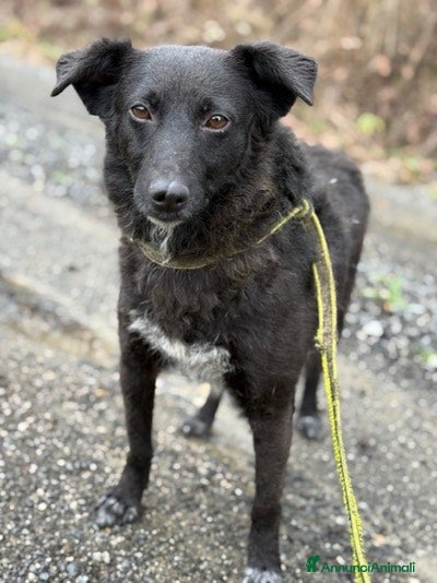 Meticcio cani ENYA, infinitamente buona ma ignorata da tutti. - Annuncio 1
