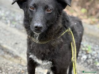 Meticcio cani ENYA, infinitamente buona ma ignorata da tutti. - Annuncio 4