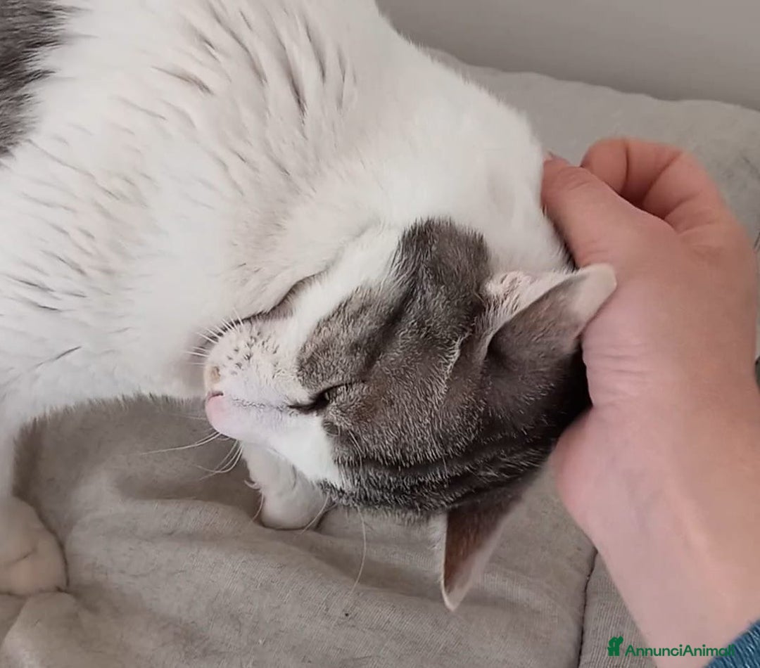 Europeo gatti in regalo: Adorabile gatto in adozione, MIELE! - Annuncio 2