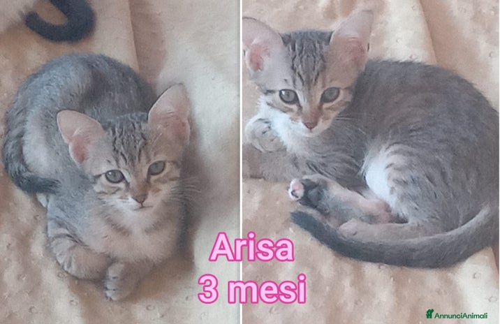 Europeo gatti - Annuncio 9