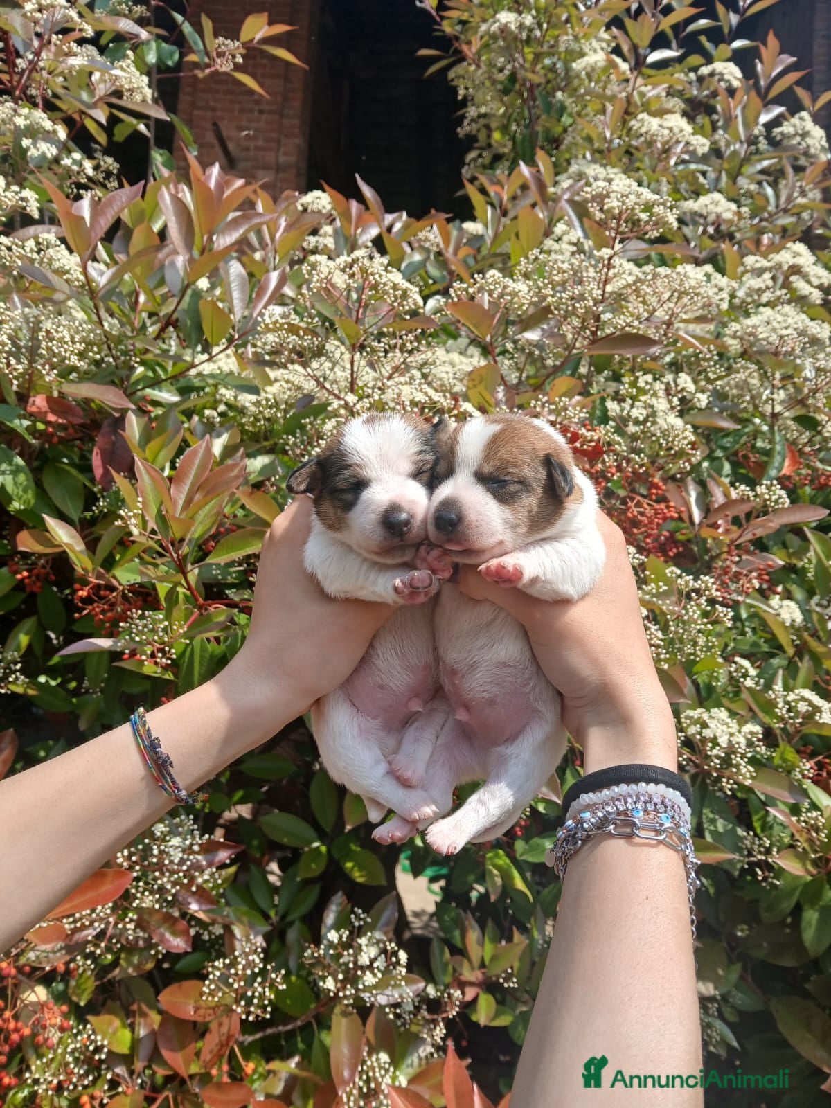 Jack Russell cani Cuccioli di Jack russel terrier zampa corta  - Annuncio 3