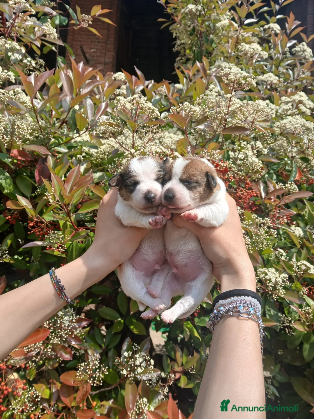 Jack Russell cani in vendita: Cuccioli di Jack russel terrier zampa corta  - Annuncio 1