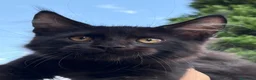 Maine Coon gatti in vendita: Maine Coon Black - Annuncio 8