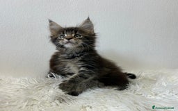 Maine Coon gatti in vendita: Cuccioli Maine coon a Provincia di Cremona - Immagine 12