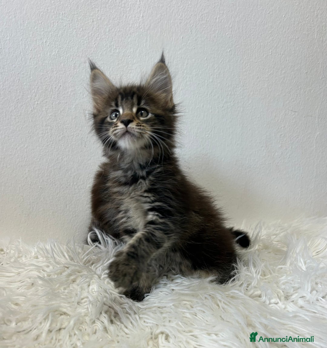 Maine Coon gatti in vendita: Cuccioli Maine coon a Provincia di Cremona - Immagine 12