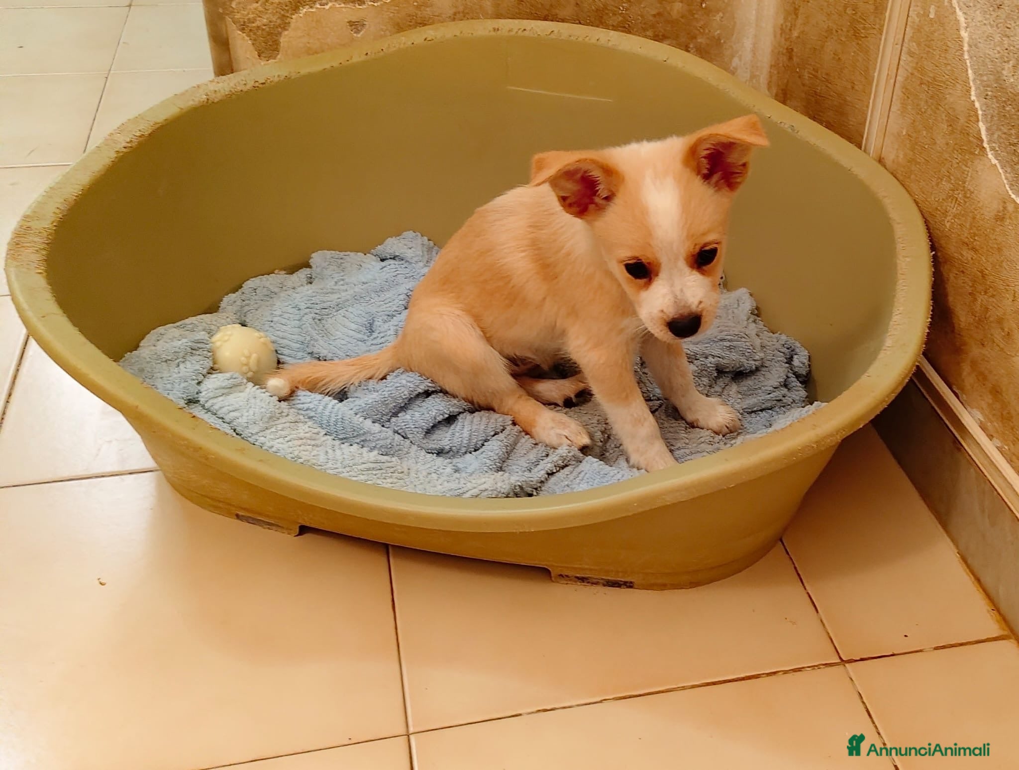 Meticcio cani Demi meravigliosa cucciola taglia medio piccola  - Annuncio 4