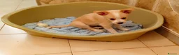 Meticcio cani in regalo: Demi meravigliosa cucciola taglia medio piccola  - Annuncio 1