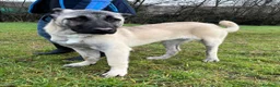 Pastore Asia Centrale cani in regalo: ATHENA BELLISSIMA CUCCIOLA KANGAL - Annuncio 8