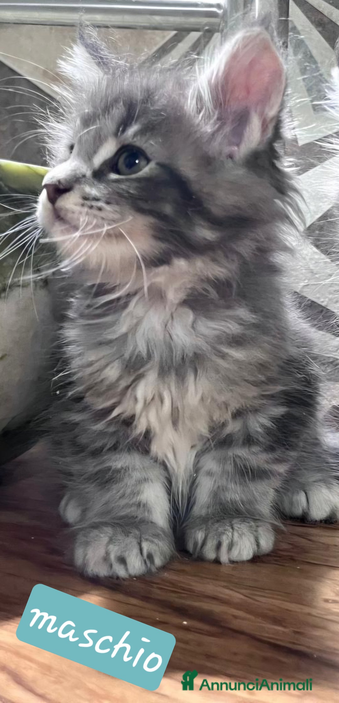 Maine Coon gatti in vendita: Cuccioli di Maine Coon Top linea estera - Annuncio 2