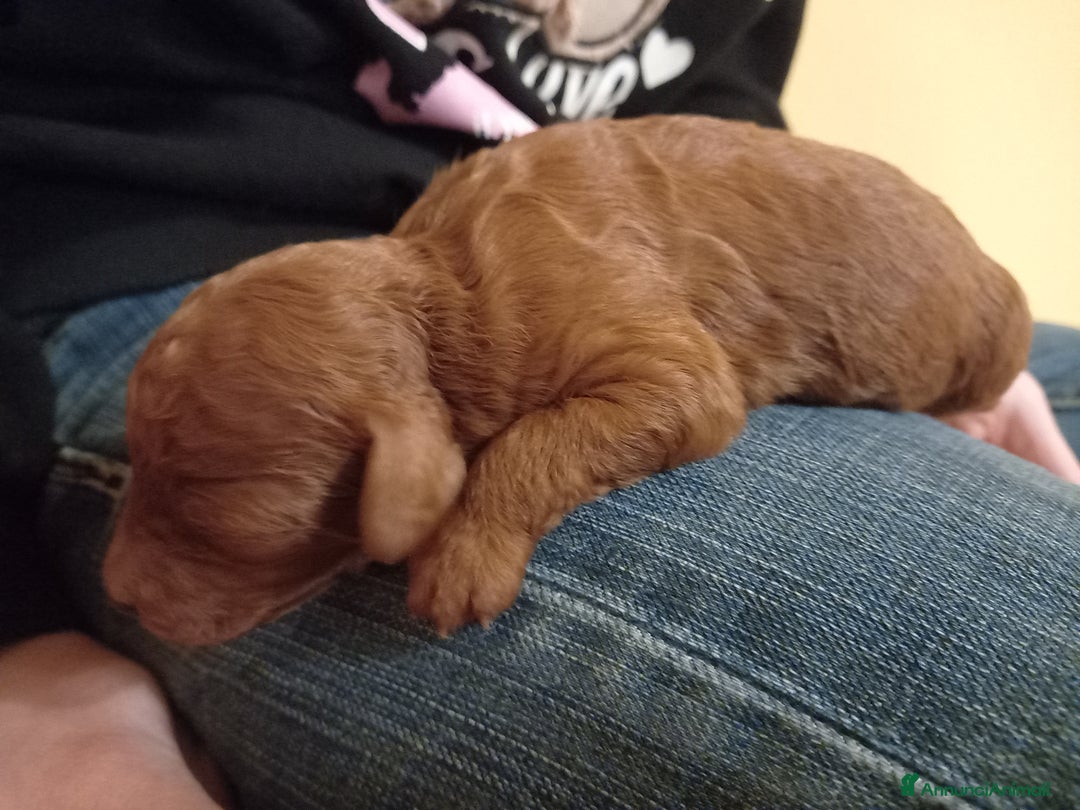 Barboncino cani in vendita: Ultimo maschietto disponibile barboncino Red - Annuncio 3