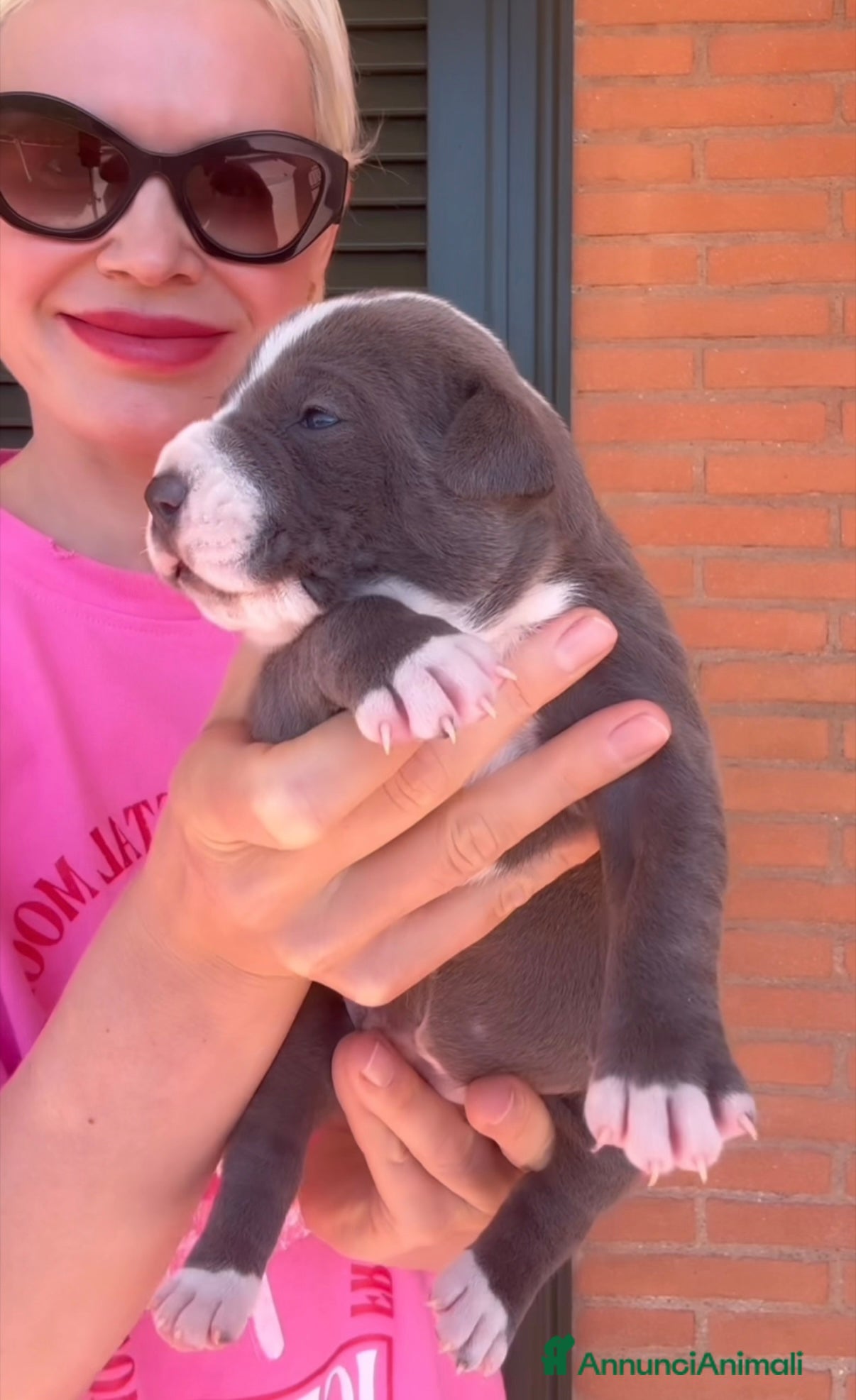 American Staffordshire cani Amstaff cuccioli blu - Annuncio 2