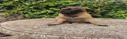 Pastore Belga cani in vendita: Cuccioli Pastore Belga Malinois a Provincia di Cosenza - Annuncio 6