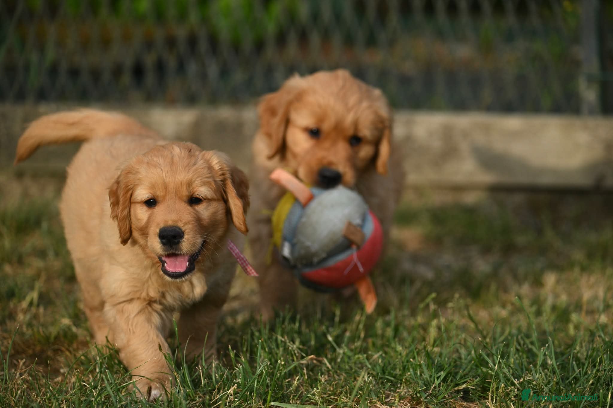 Golden Retriever cani Allevamento professionale cucciolata inglese - Annuncio 1