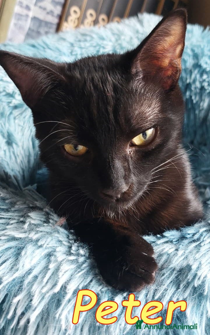Europeo gatti PETER IL PANTERINO DOLCISSIMO - Annuncio 7