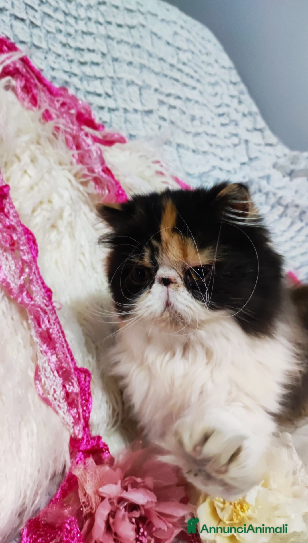 Persiano gatti in vendita: Cucciola persiana calico a Città metropolitana di Milano - Annuncio 5