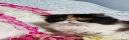 Persiano gatti in vendita: Cucciola persiana calico a Città metropolitana di Milano - Annuncio 5