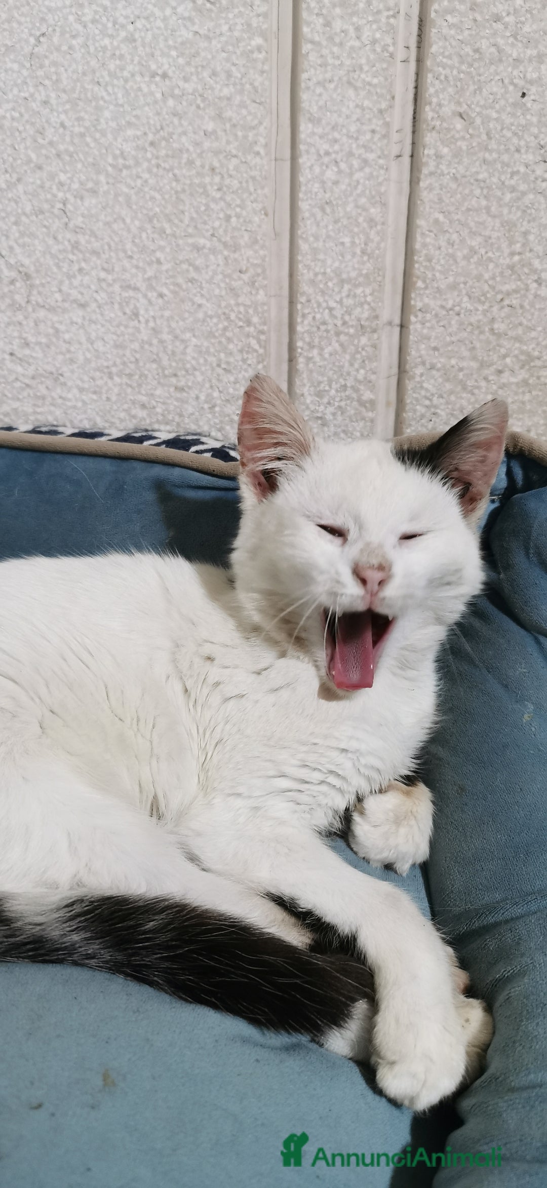 Europeo gatti in regalo: Gattina Bianca - Annuncio 11