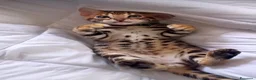 Bengala gatti in vendita: Splendidi cuccioli di bengala  - Annuncio 3