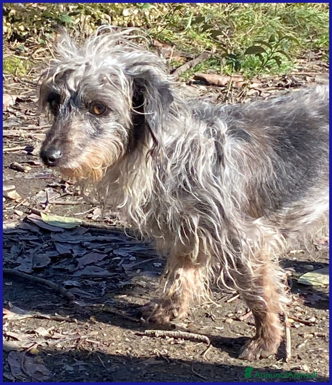 Bassotto cani in regalo: SHENZI SIMIL BASSOTTINA TG PICCOLA, 5 ANNI, CERCA  - Annuncio 10