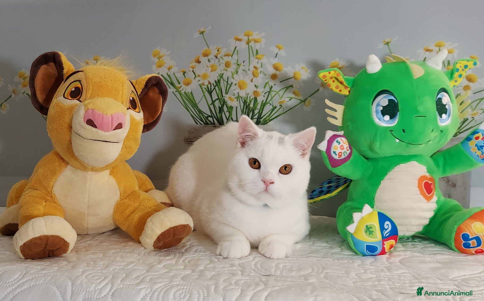 British gatti British Shorthair Memo  - Annuncio 2